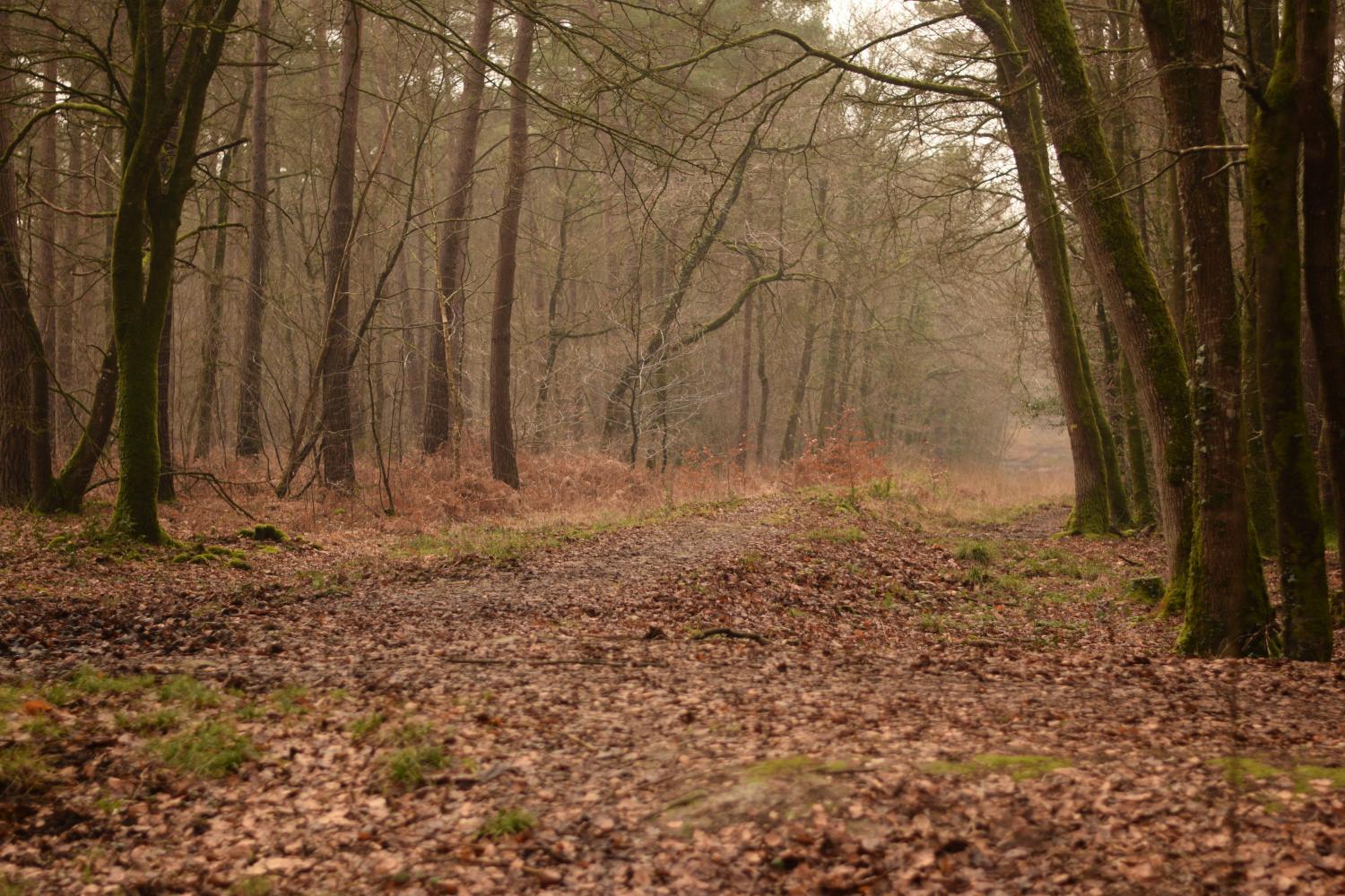 A picture of a forest trail in light fog, going towards the horizon. The trees are without leaves, as they are covering the soil in a thick blanket.